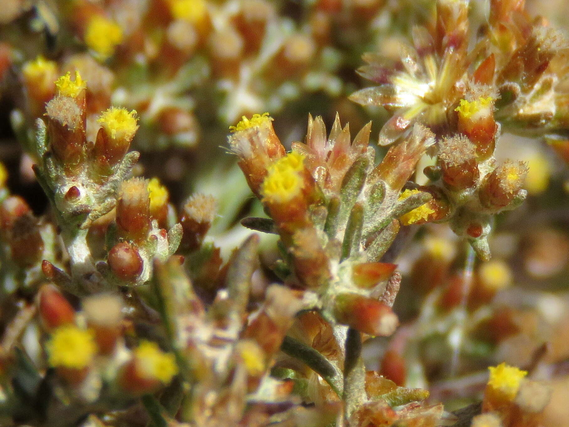 Image de Helichrysum asperum var. appressifolium (Moeser) Hilliard