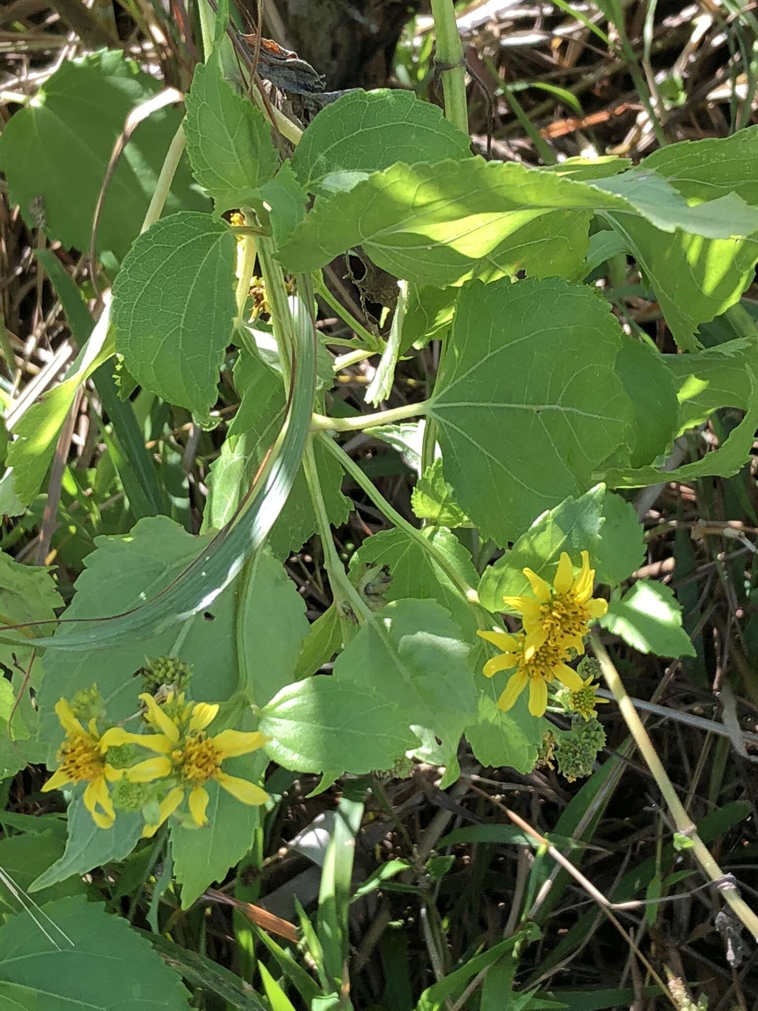 Image of sea daisy