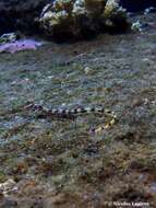 Image of Network pipefish