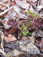 Image of Urtica platyphylla Wedd.