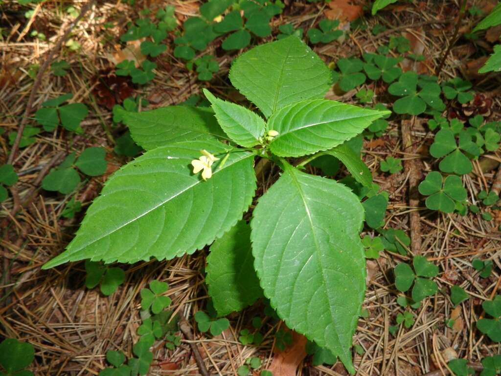 Image of small balsam