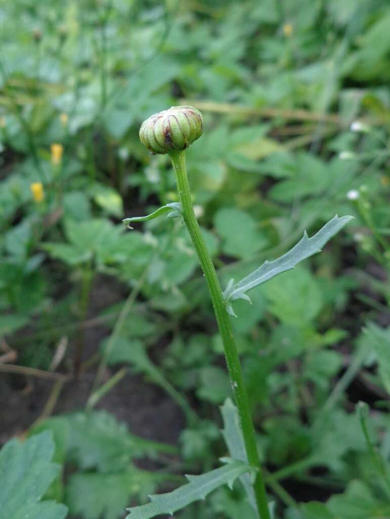 Image of Oxeye Daisy