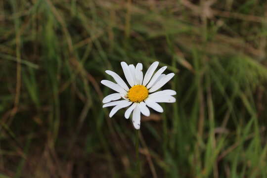 Image of Oxeye Daisy