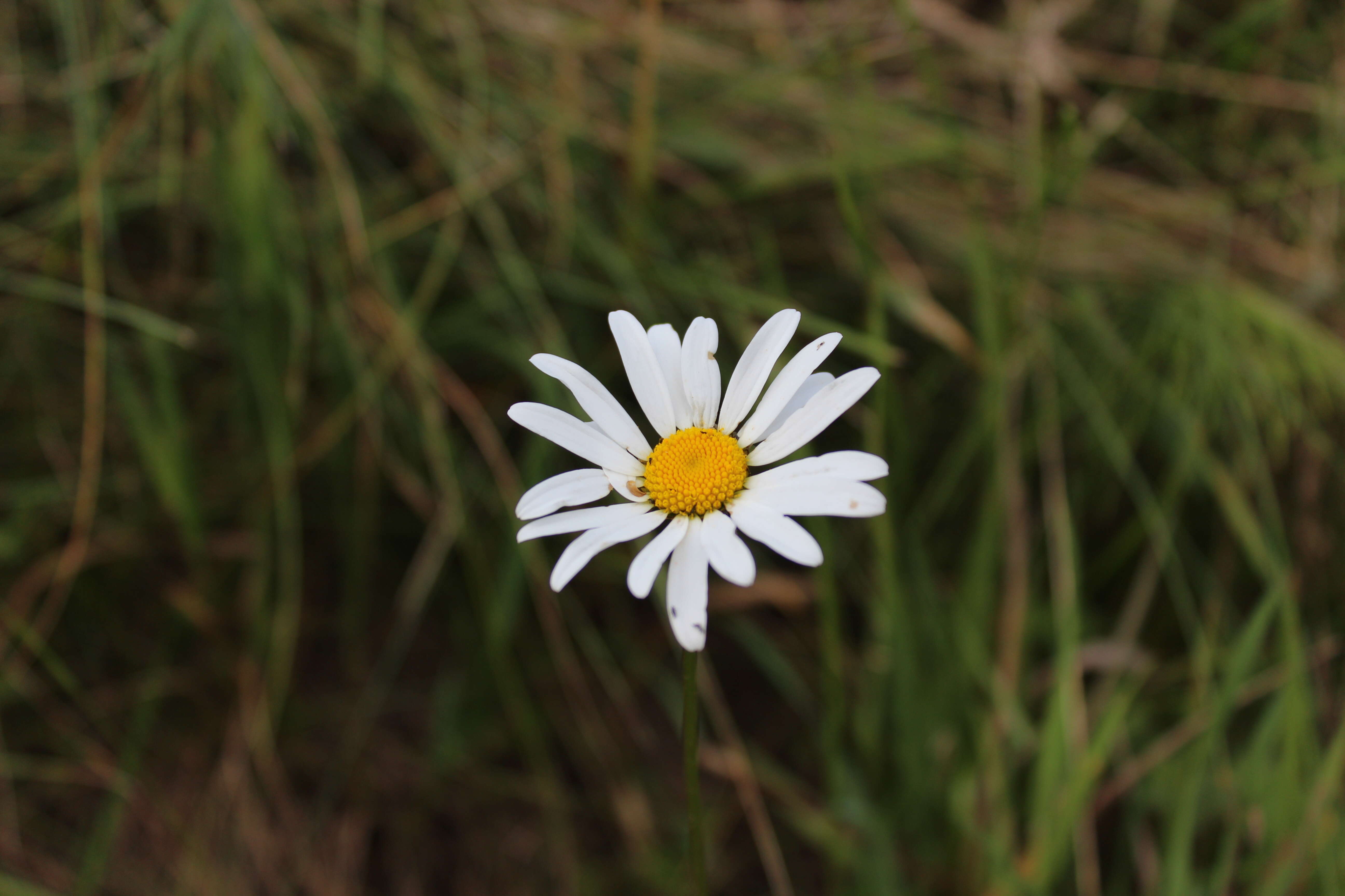 Image of Oxeye Daisy