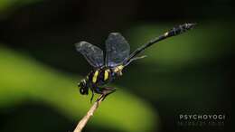 صورة Gomphidictinus perakensis (Laidlaw 1902)