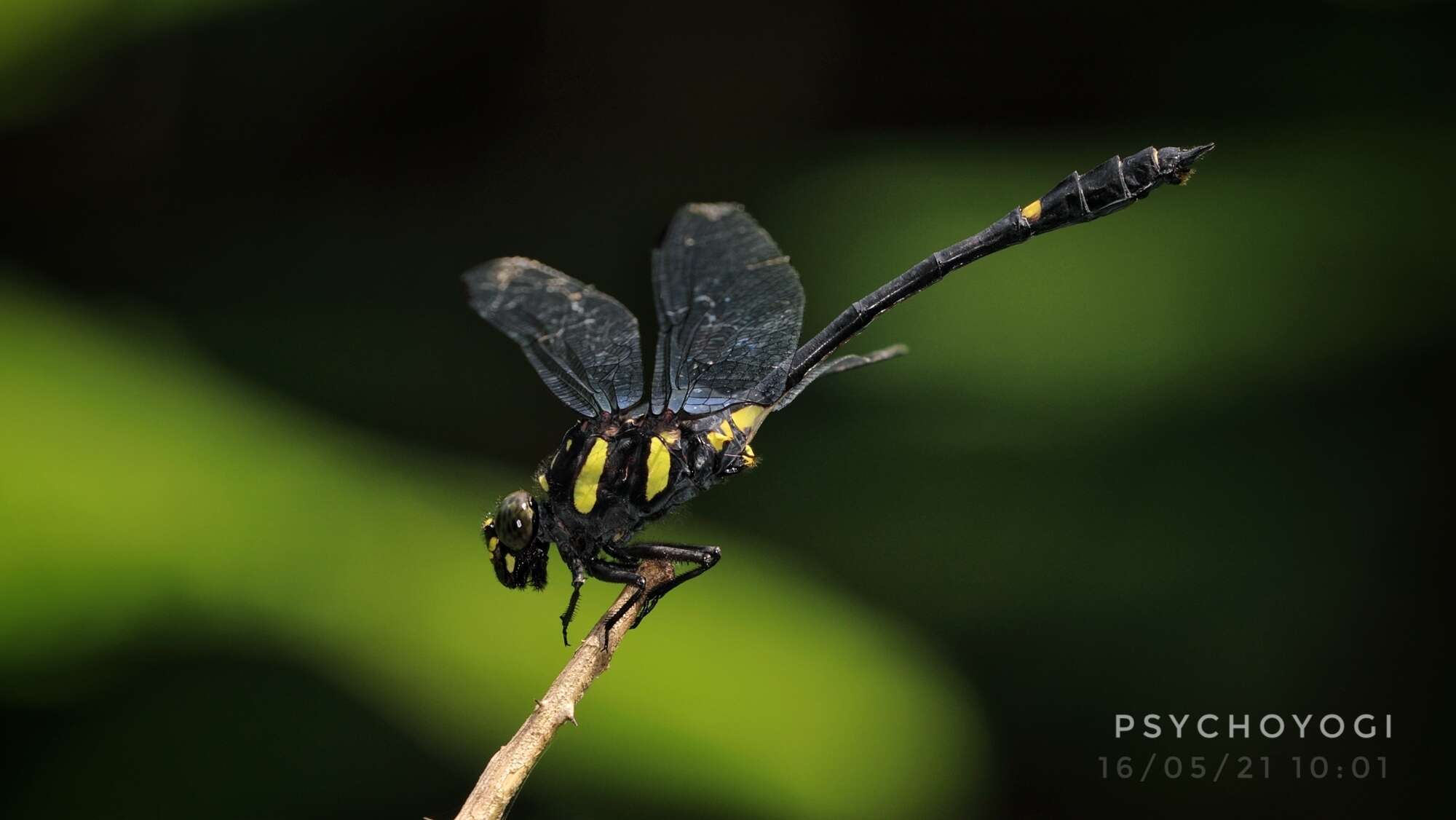 Imagem de Gomphidictinus perakensis (Laidlaw 1902)