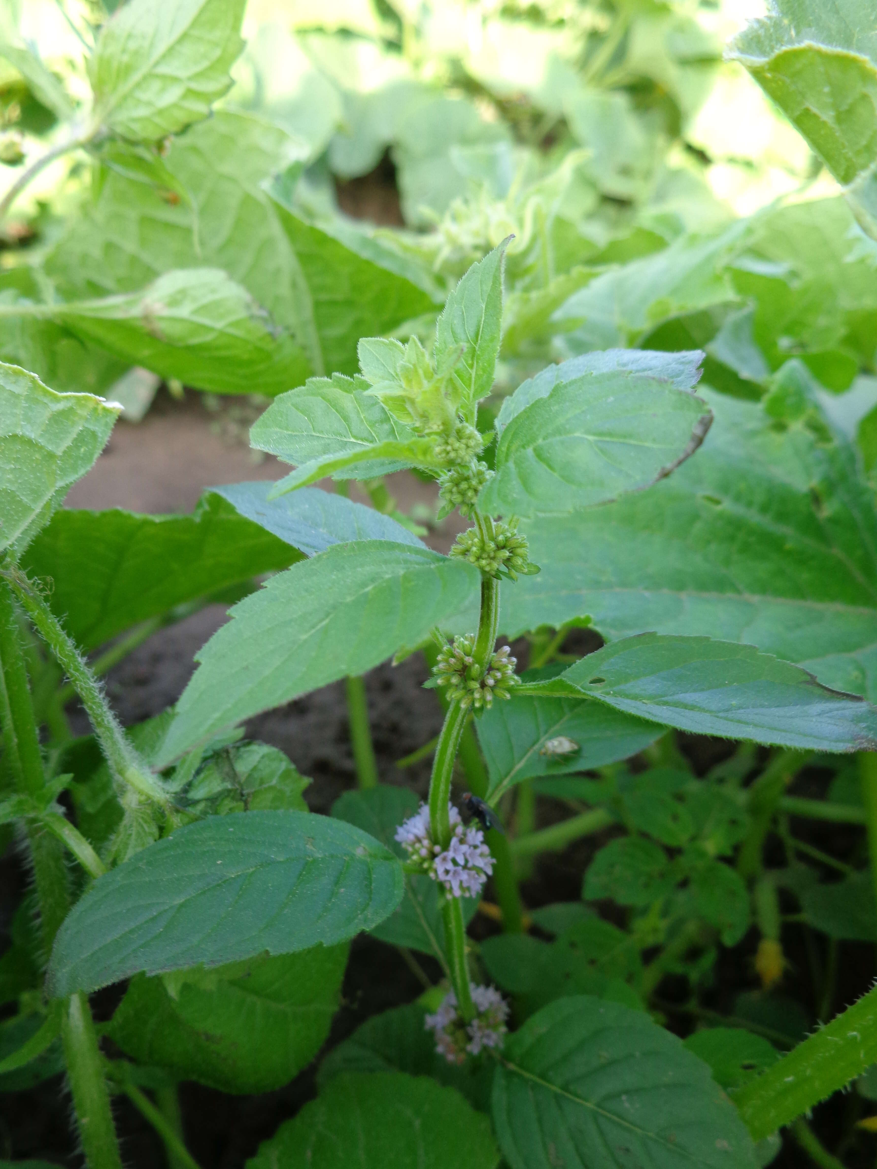 Image of wild mint