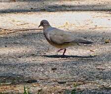 Image of Gray Fronted Dove