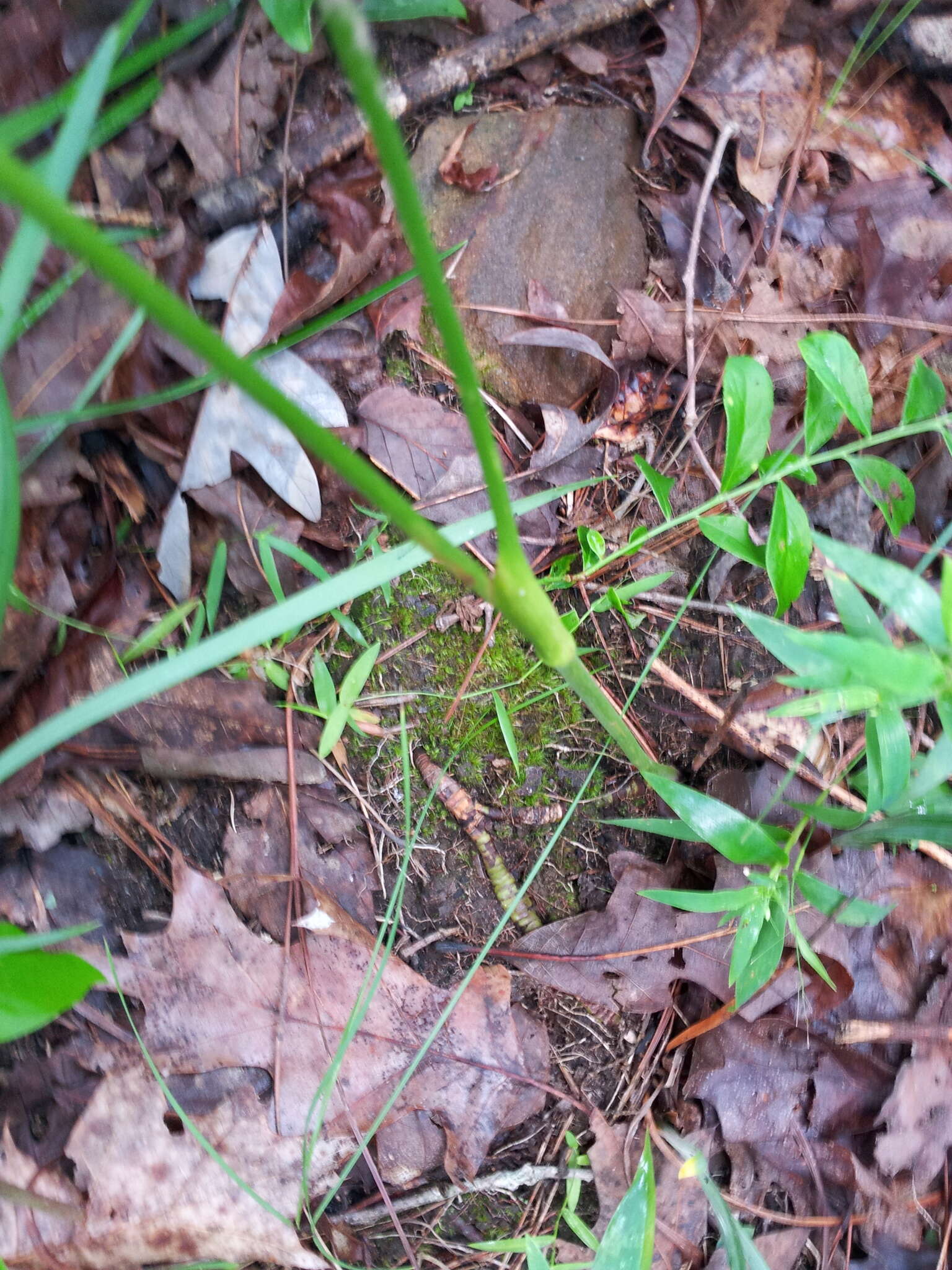 Image of Canadian Wild Lovage