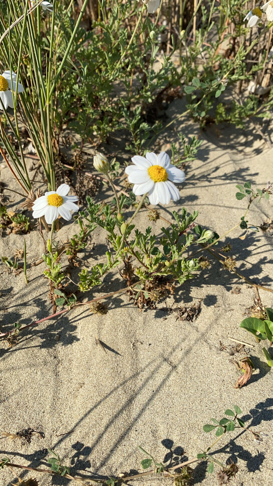 Слика од Anthemis maritima L.