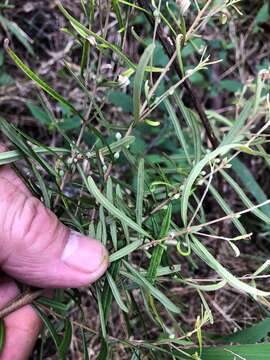 Image of Boronia splendida M. F. Duretto