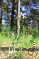 Image of Small Pasque Flower