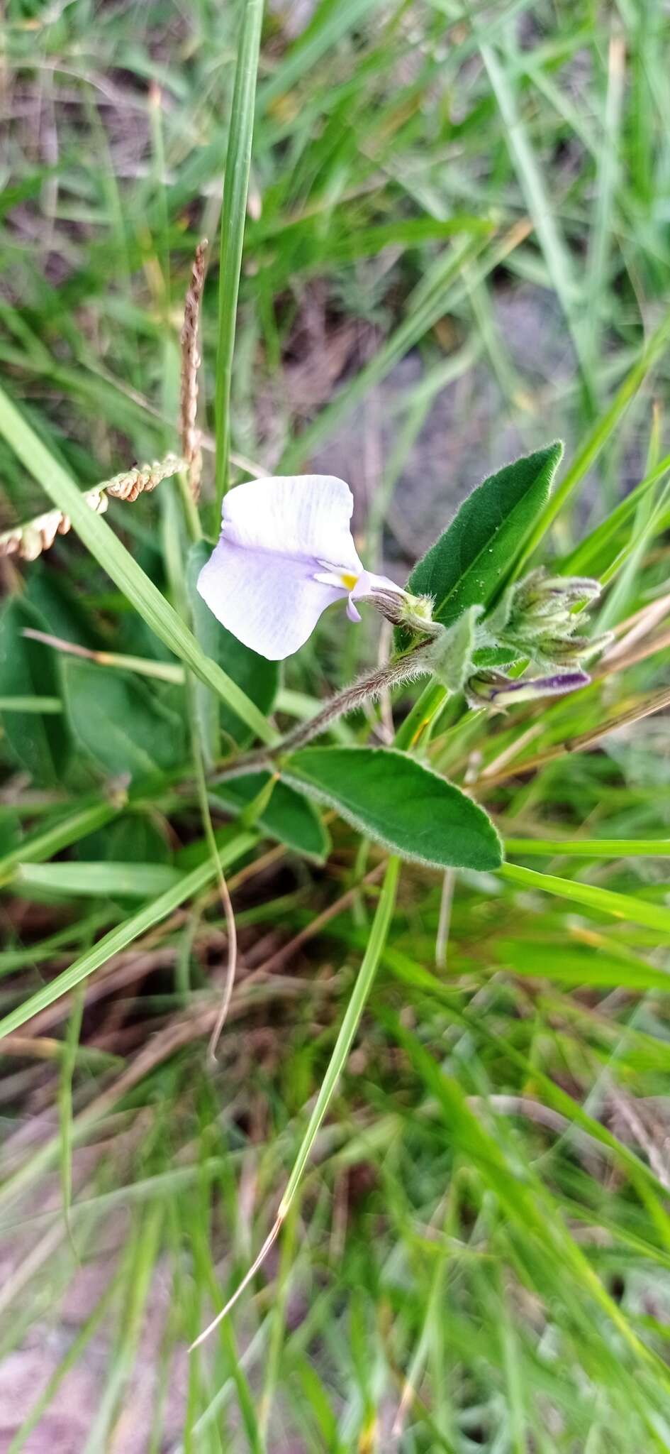 Image of Pombalia bicolor (A. St.-Hil.) Paula-Souza