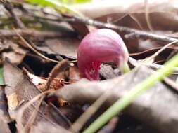 Image de Corybas aconitiflorus Salisb.