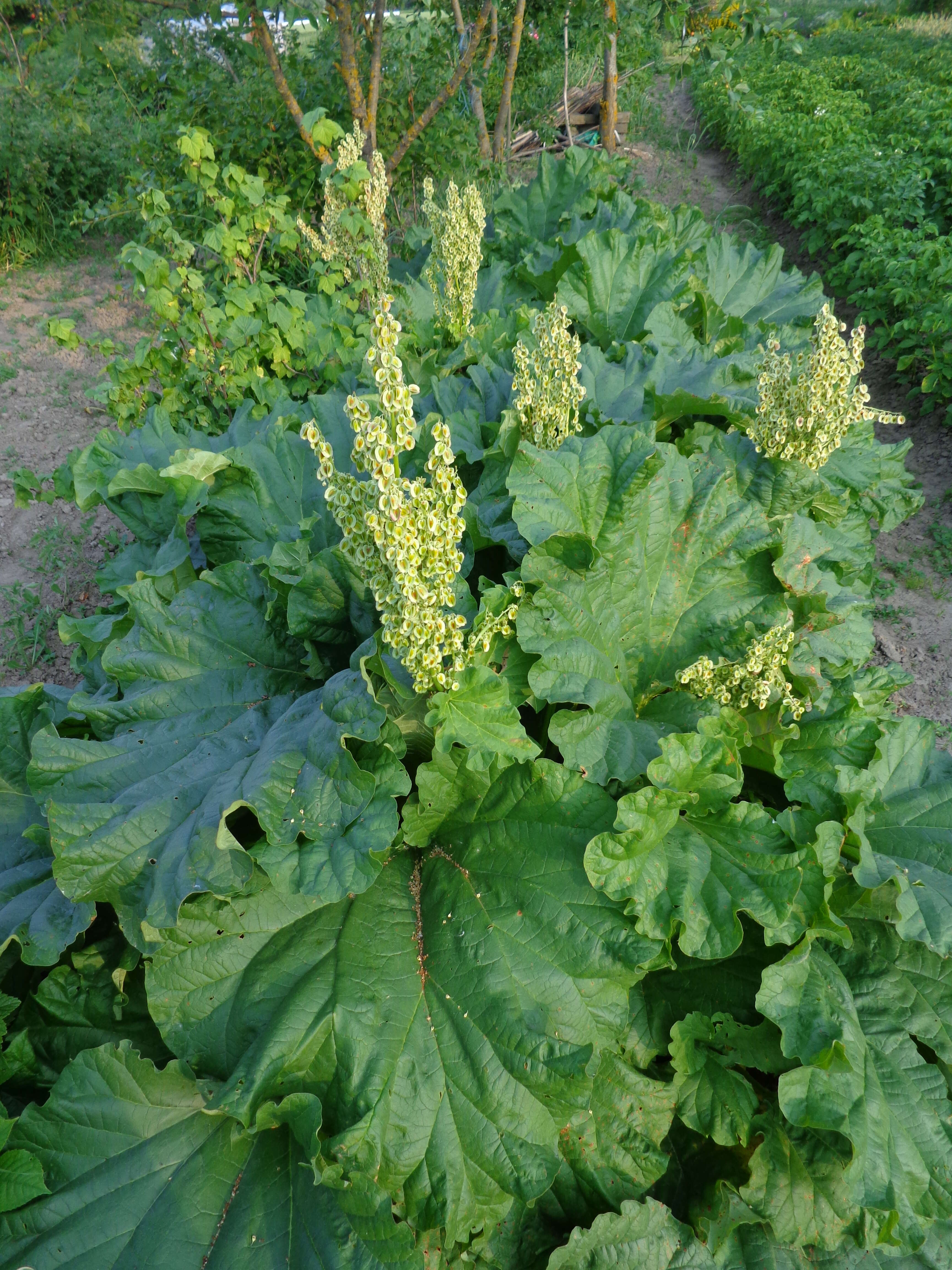 Image of garden rhubarb