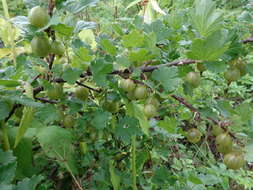 Image of European gooseberry