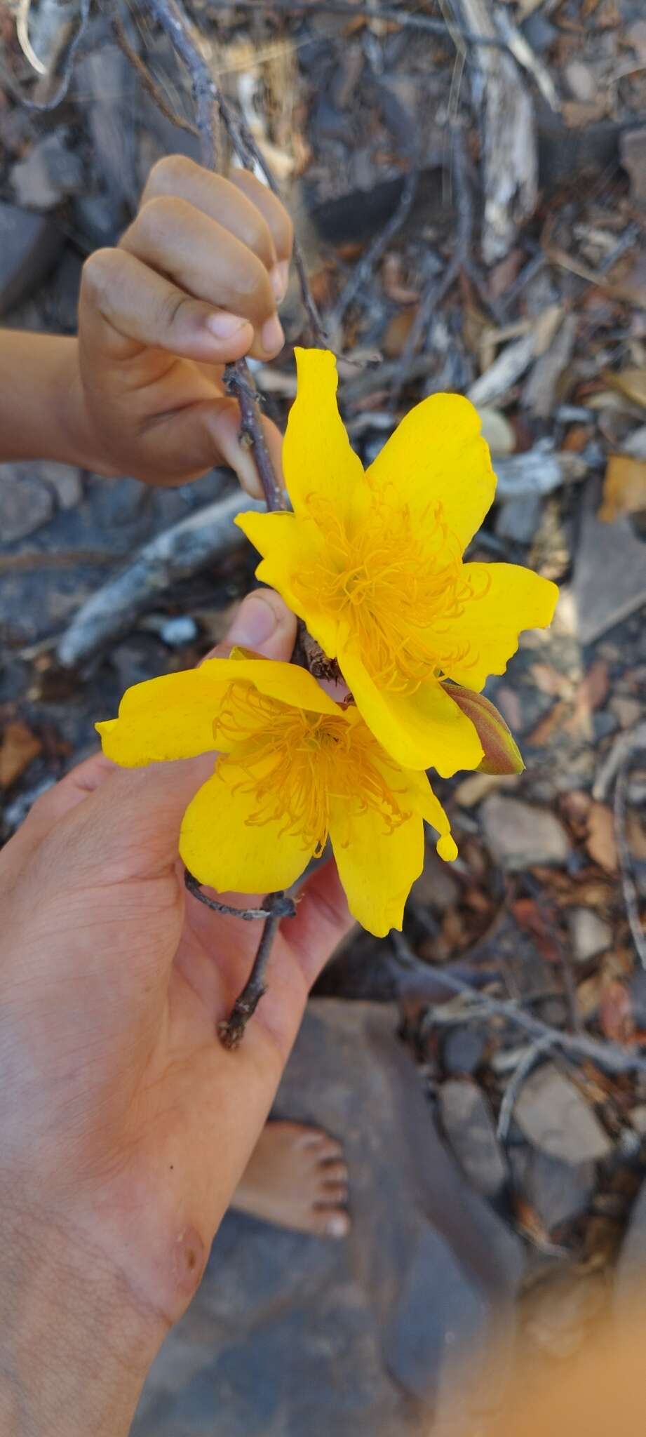 Imagem de Cochlospermum regium (Mart. & Schr.) Pilger