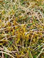 Image of Golden Tundra-moss