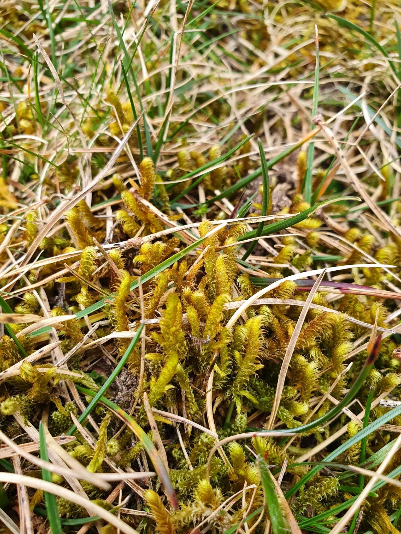 Image of Golden Tundra-moss