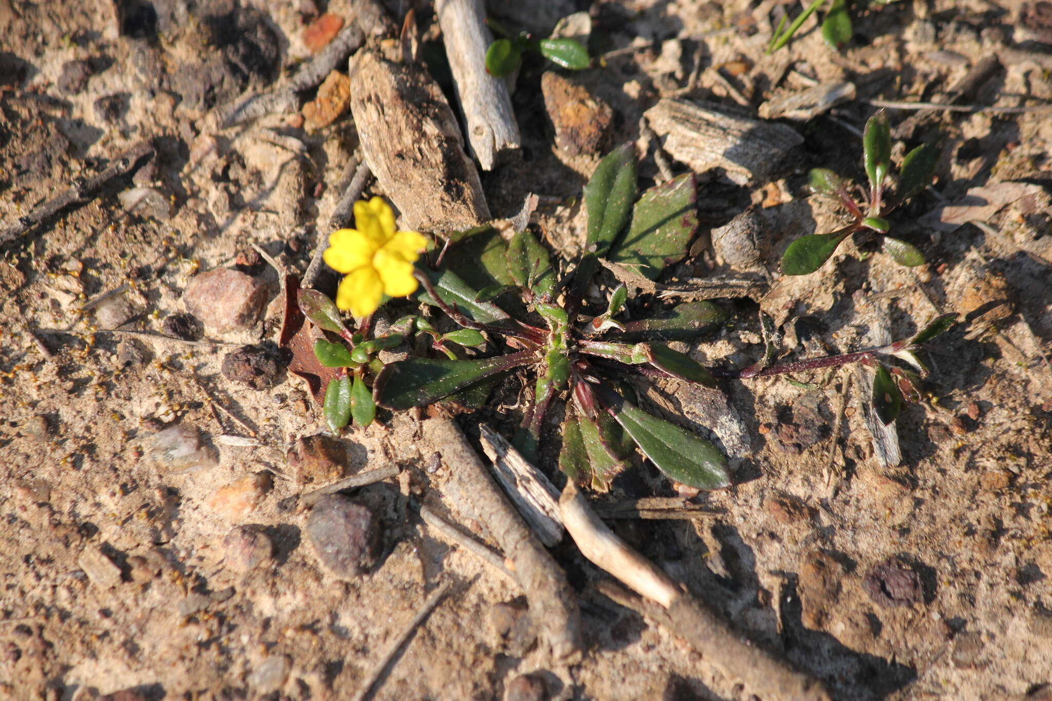 Image of Goodenia blackiana R. C. Carolin