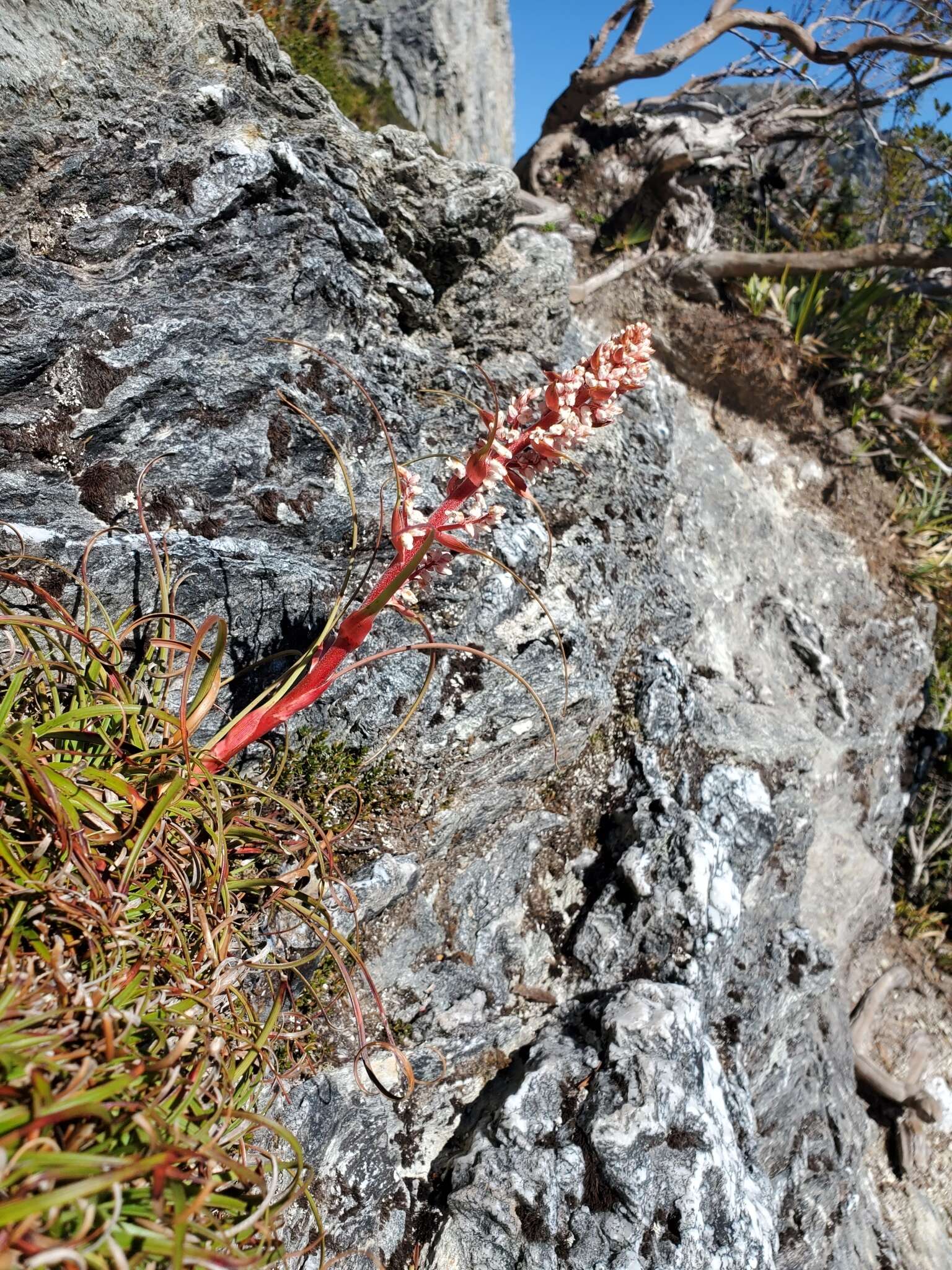 Image of Dracophyllum milliganii Hook.