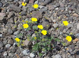 Image de Potentilla vulcanicola Juz.