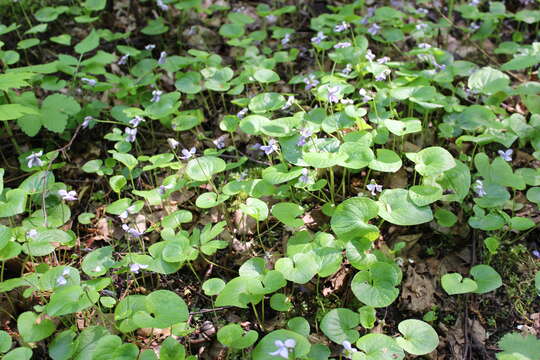 Image of common dog-violet