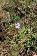 Image of Common Periwinkle