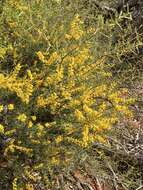 Acacia colletioides Benth. resmi