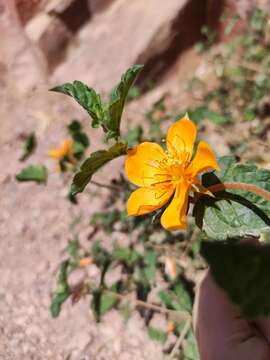 Image of Mentzelia scabra subsp. chilensis (Gay) Weigend