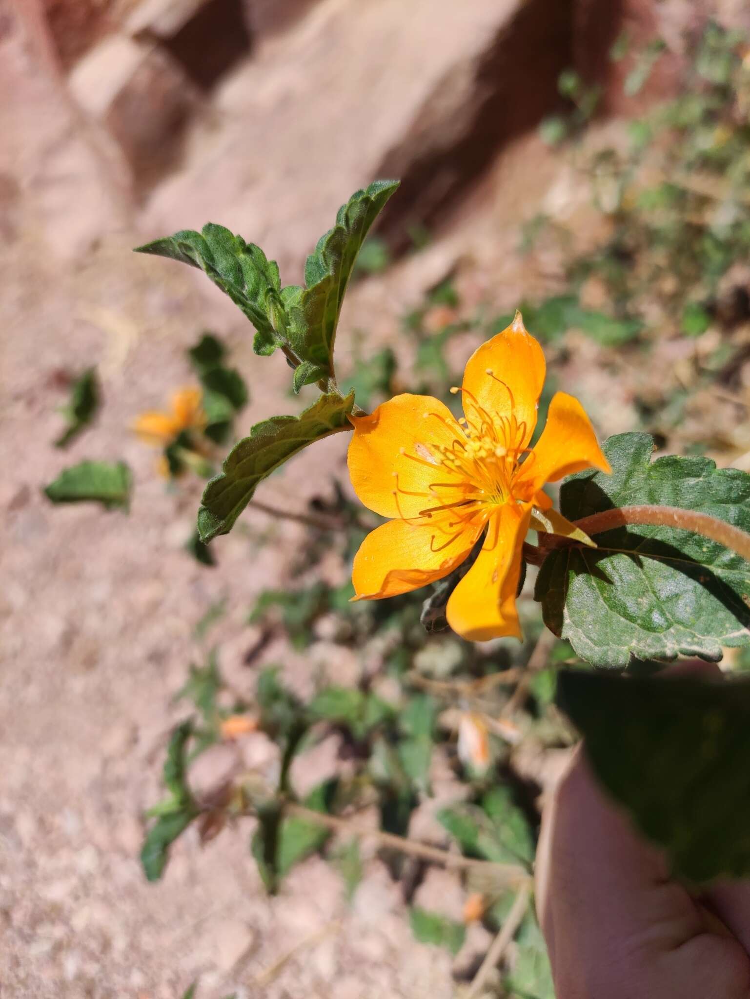 Imagem de Mentzelia scabra subsp. chilensis (Gay) Weigend