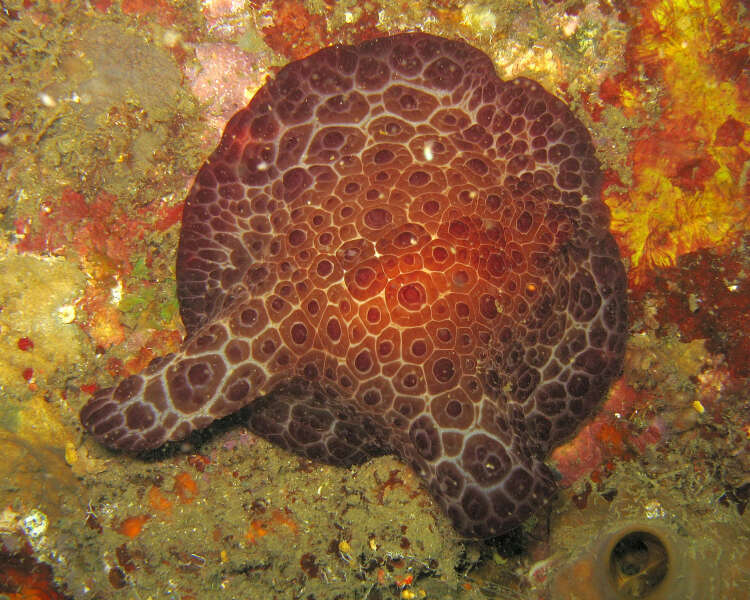 Image of Concentric slug