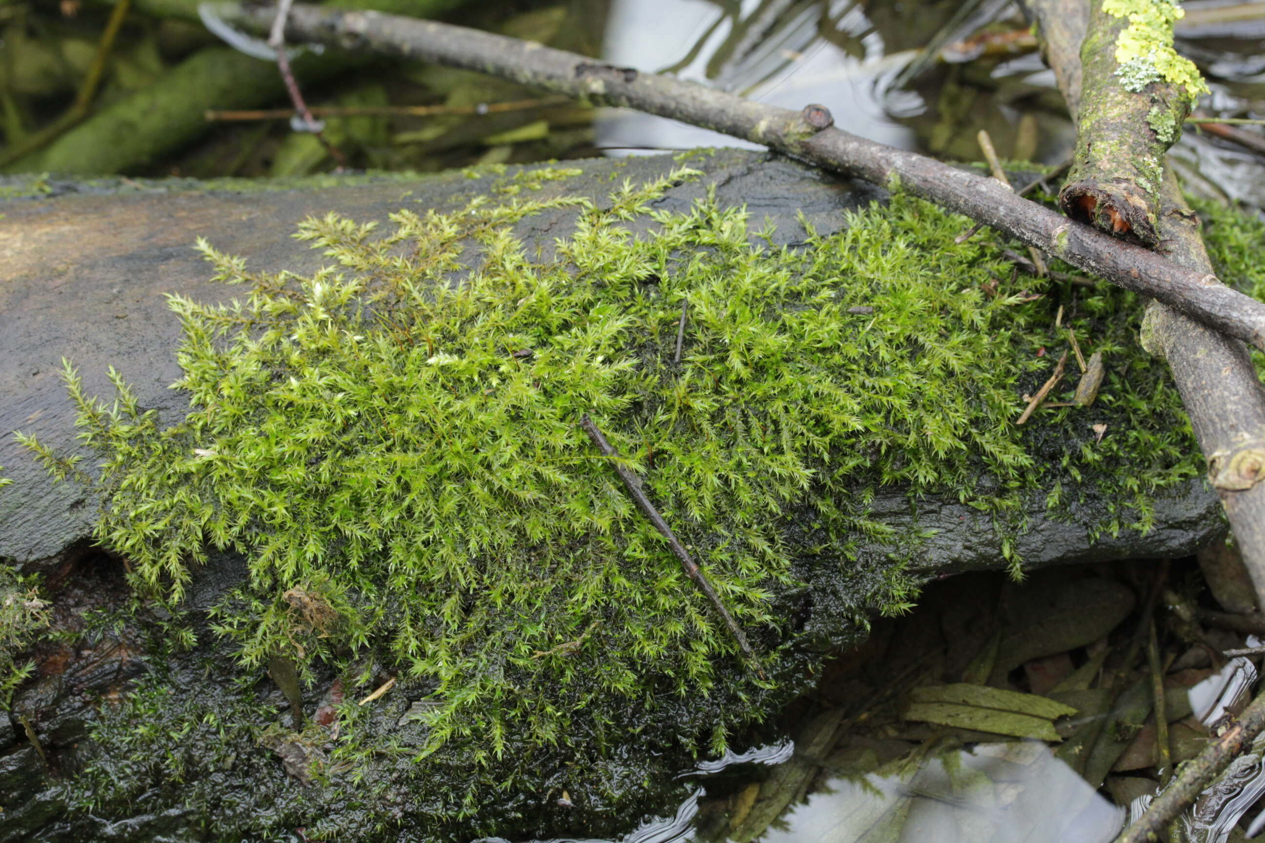 Image of leptodictyum moss