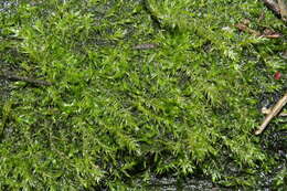 Image of leptodictyum moss