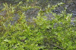 Image of leptodictyum moss