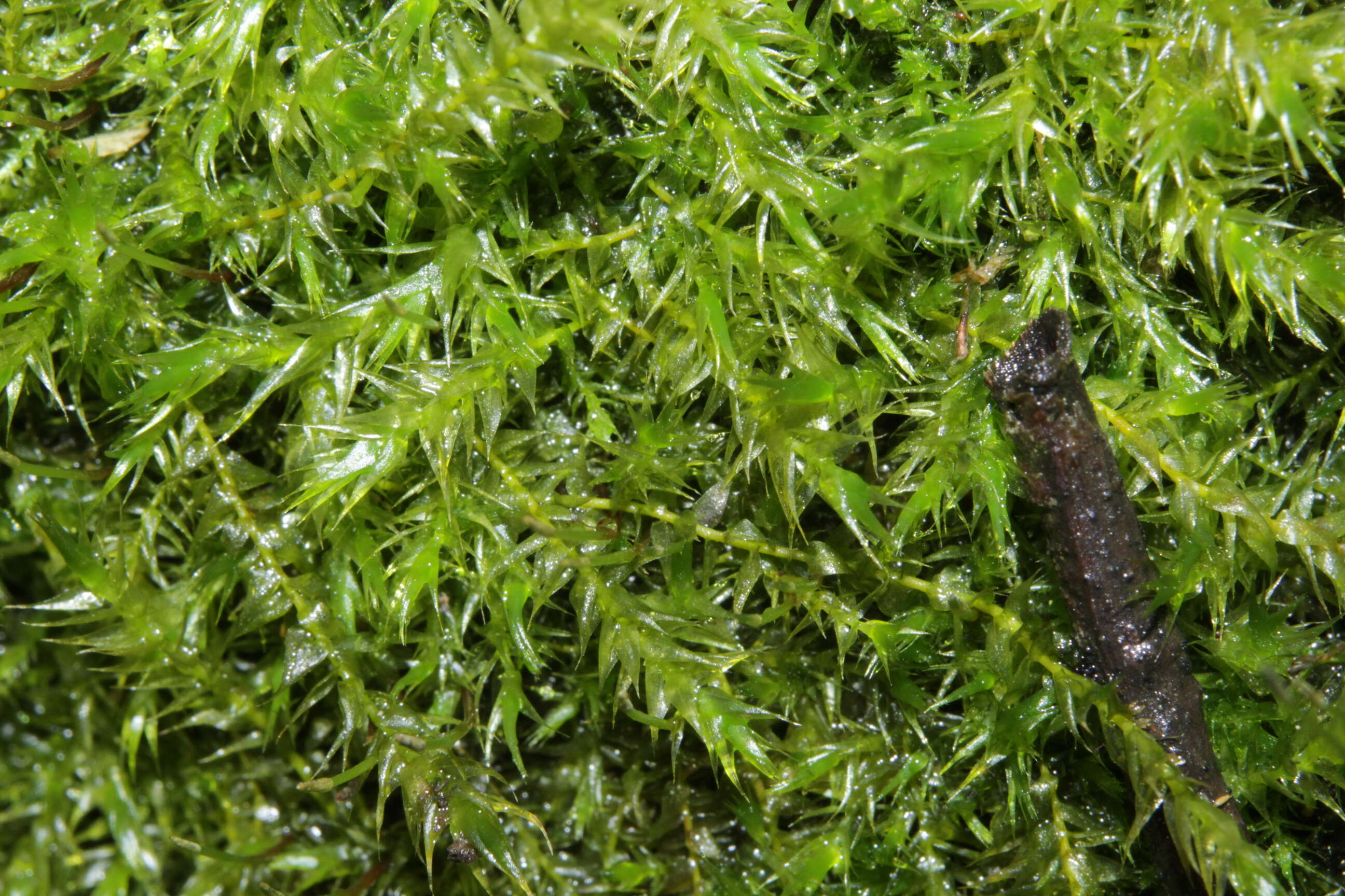 Image of leptodictyum moss