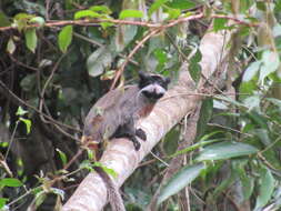 Image de Saguinus imperator imperator (Goeldi 1907)