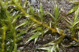 Image of leptodictyum moss