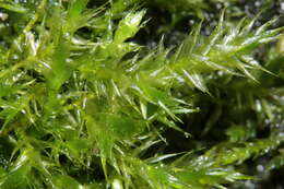 Image of leptodictyum moss