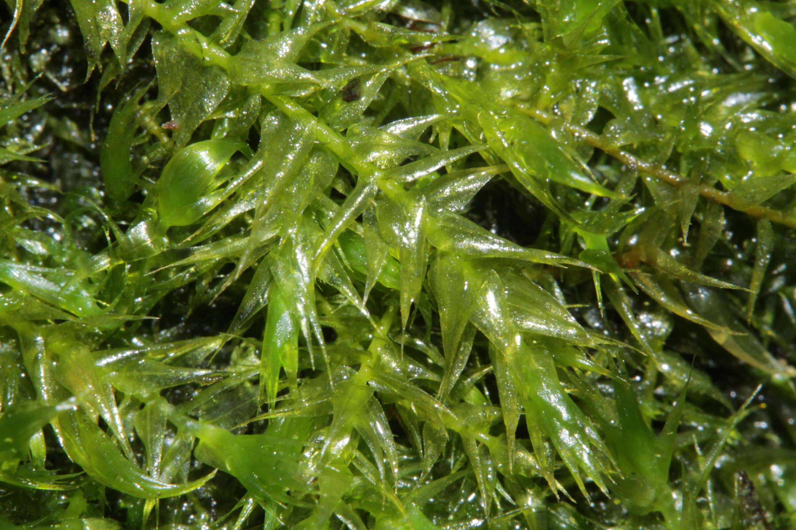 Image of leptodictyum moss