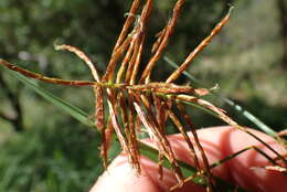 Image of Cyperus fulgens C. B. Clarke