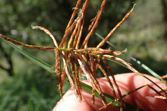 Imagem de Cyperus fulgens C. B. Clarke