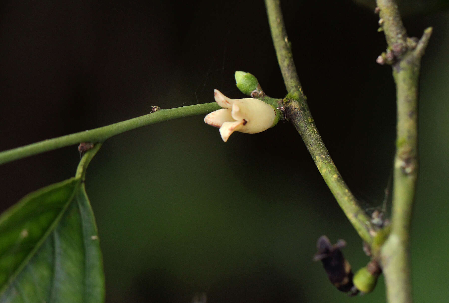 Image de Diospyros iturensis (Gürke) Letouzey & F. White