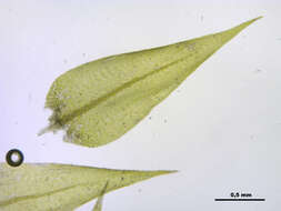 Image of leptodictyum moss