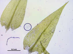 Image of leptodictyum moss