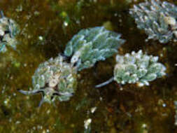 Image of Costasiellidae K. B. Clark 1984