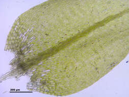 Image of leptodictyum moss