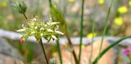 Image of Pelargonium leipoldtii Knuth.