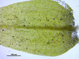 Image of leptodictyum moss