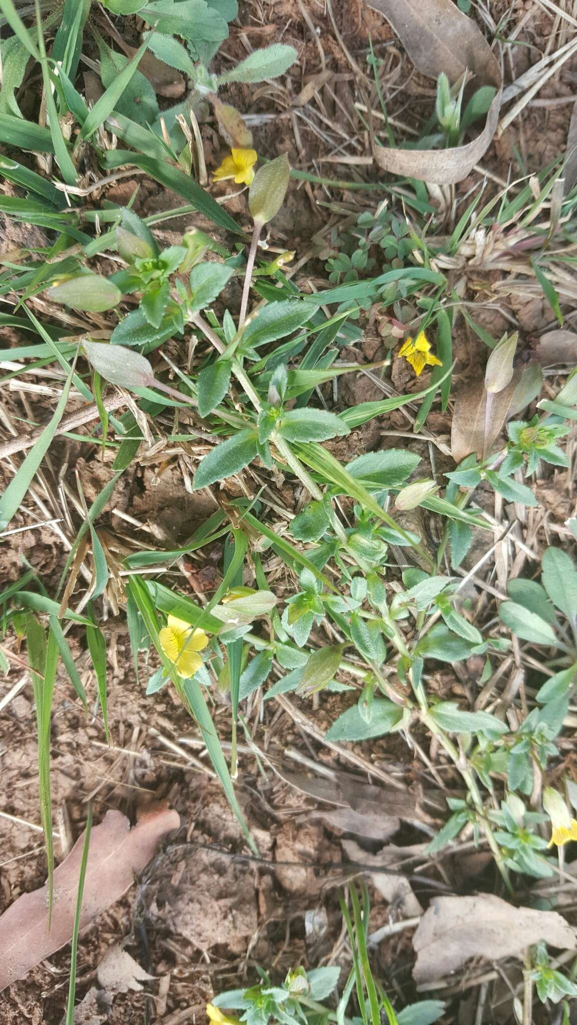 Image de Mecardonia procumbens (Mill.) Small